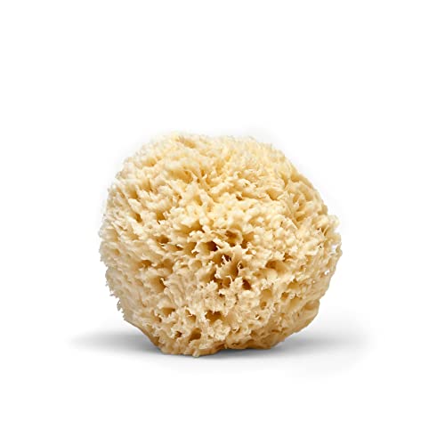 LATHER: Natural Sea Wool Sponge (4-6”)