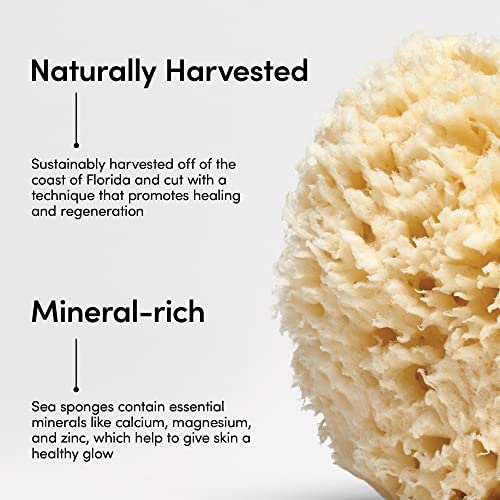 LATHER: Natural Sea Wool Sponge (4-6”)